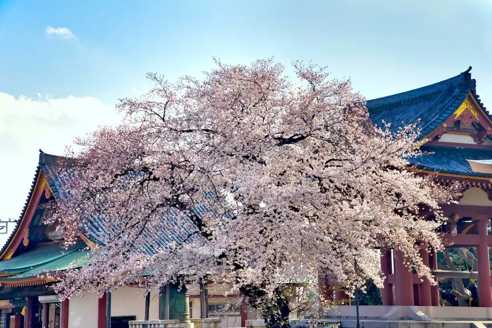 🏯 덴즈인 (傳通院) 이미지 4